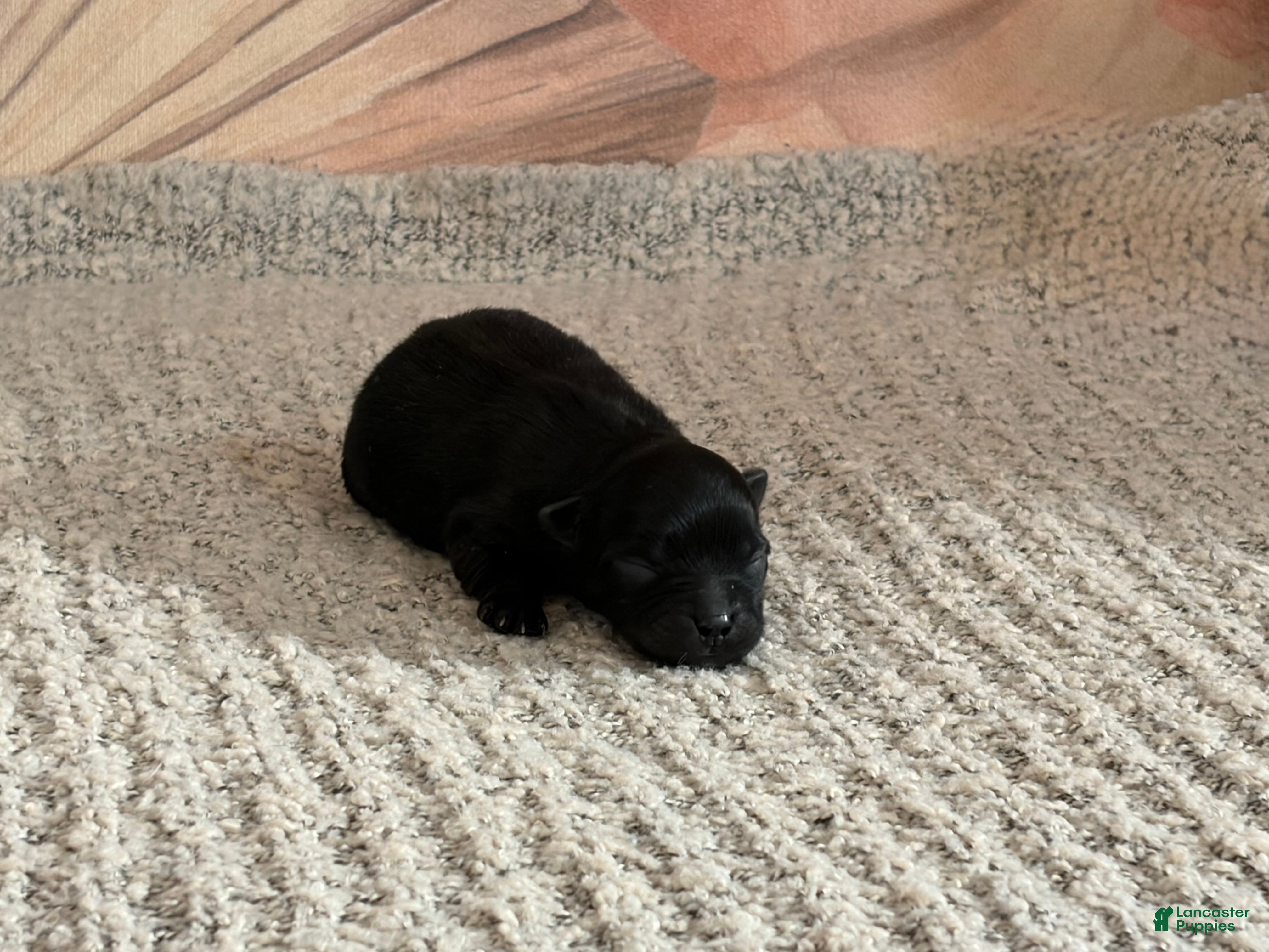 Pomeranian dogs Loom  - Ad 24