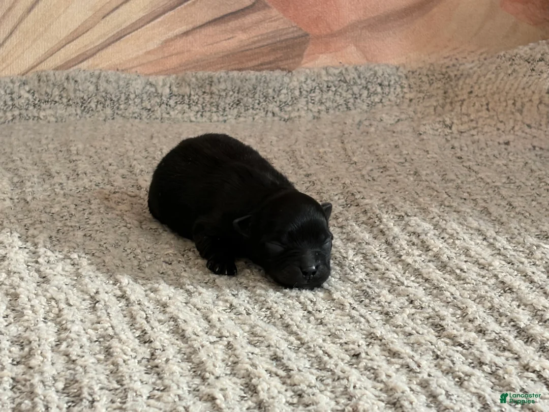 Pomeranian dogs for sale: Loom  - Ad 1