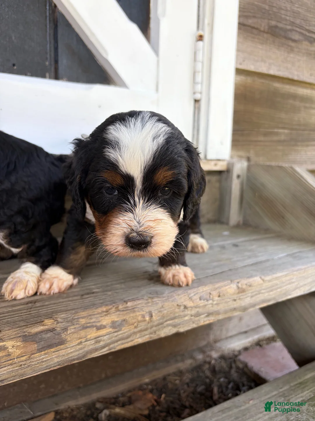 Mini Bernedoodle dogs for sale: Benny - Ad 2
