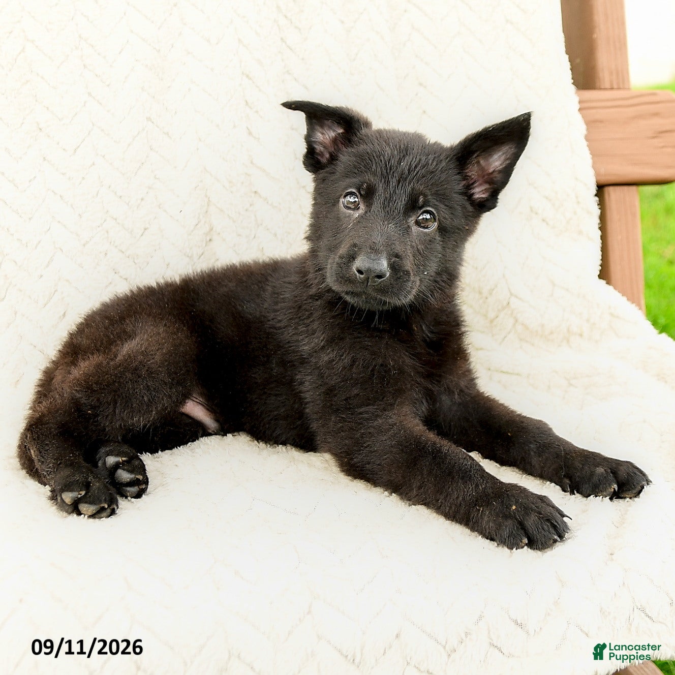 German Shepherd dogs Boone - Ad 2