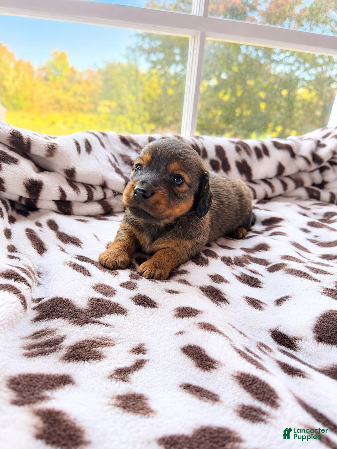 Miniature Dachshund dogs for sale: Crispy - Ad 1