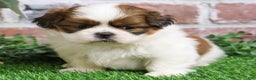 Shih Tzu dogs for sale: Barnaby  - Ad 7