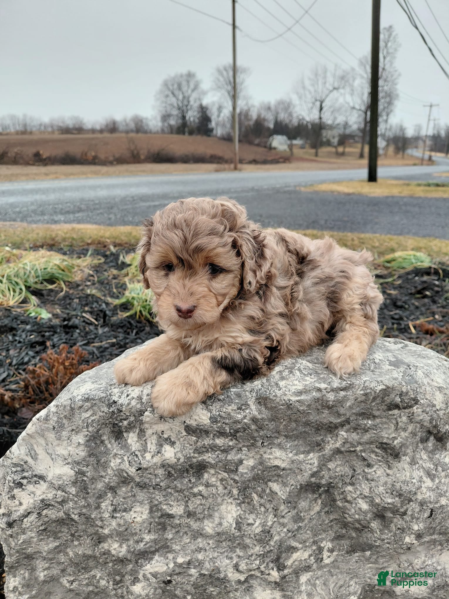 Mini Aussiedoodle dogs Fluff - Ad 1