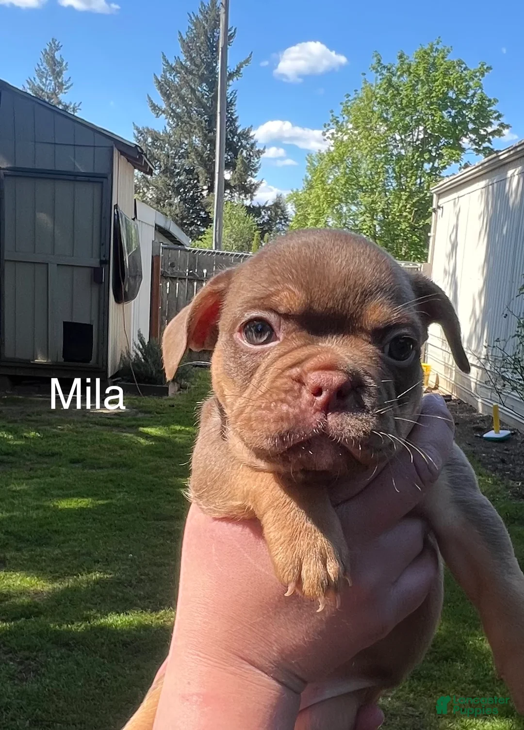 Mixed Breed dogs for sale: Mila - Ad 1