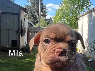 Mixed Breed dogs Mila - Ad 8