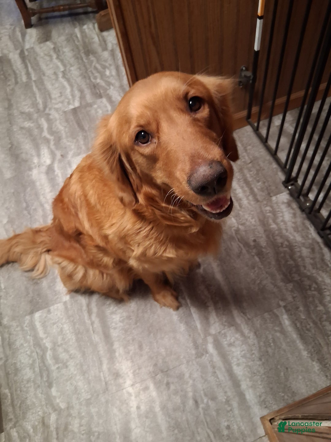 Golden Retriever dogs for sale: Violet - Ad 5