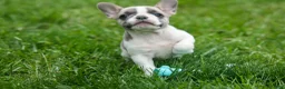 French Bulldog dogs for sale: Ava Belle (Lilac Fawn & White) - Ad 12