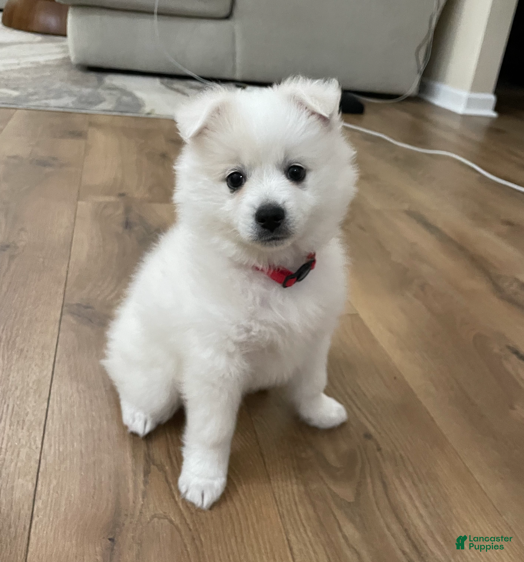 American Eskimo dogs Peppermint - Ad 2