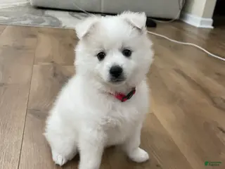 American Eskimo dogs Peppermint - Ad 23