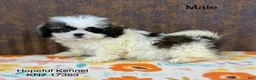 Lhasa Apso dogs for sale: Loki - Ad 1