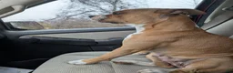American Pit Bull Terrier dogs for sale: American Pit Bull Terrier Puppy 3 - Ad 4