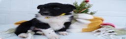 Border Collie dogs for sale: Border Collie Puppy 1 Scooter - Ad 1