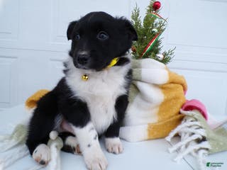 Border Collie dogs Border Collie Puppy 1 Scooter - Ad 28