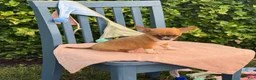 Chihuahua dogs for sale: Henry - Ad 10