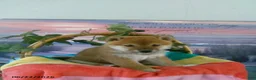 Shiba Inu dogs for sale: Benjie - Ad 3