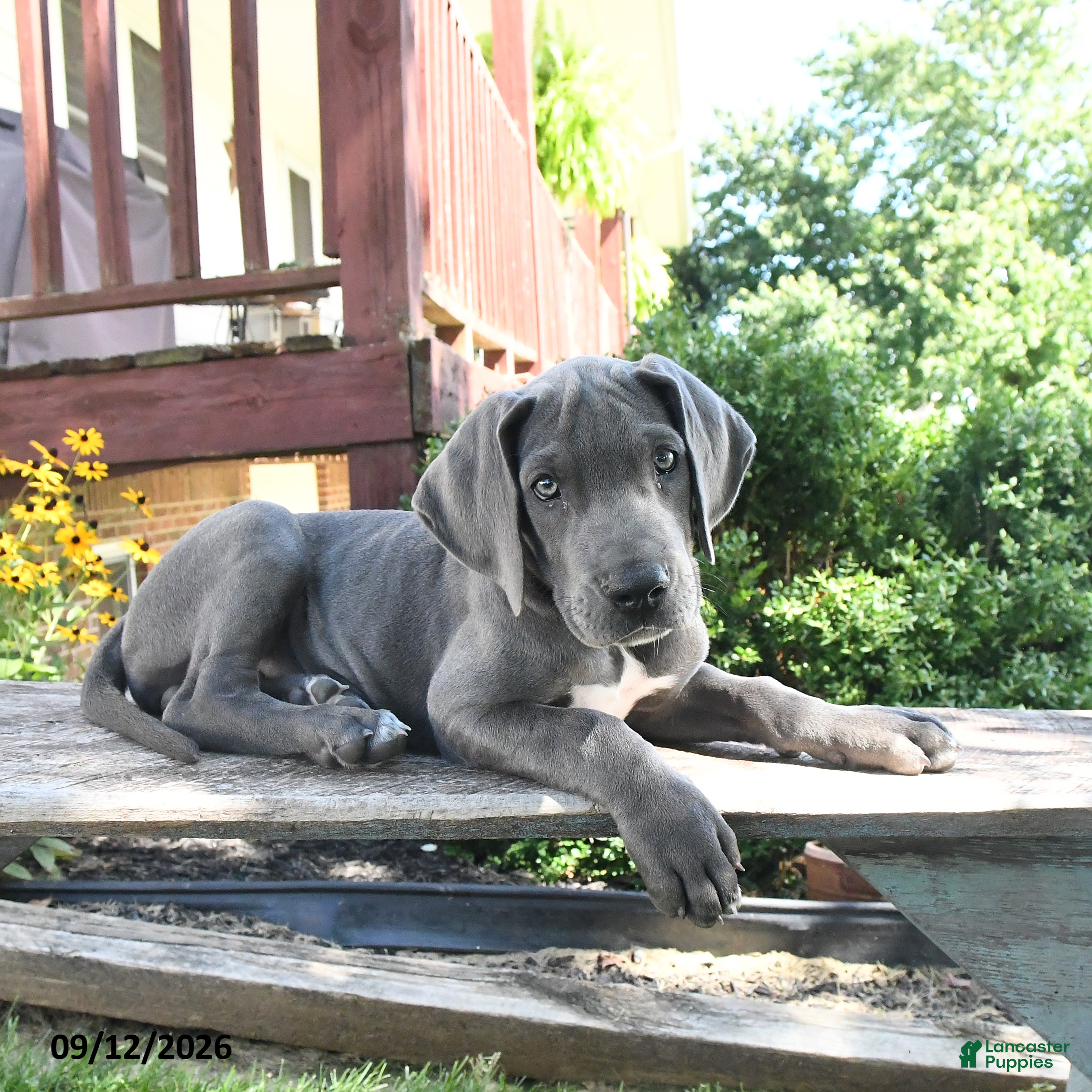 Great Dane dogs Lilly - Ad 1
