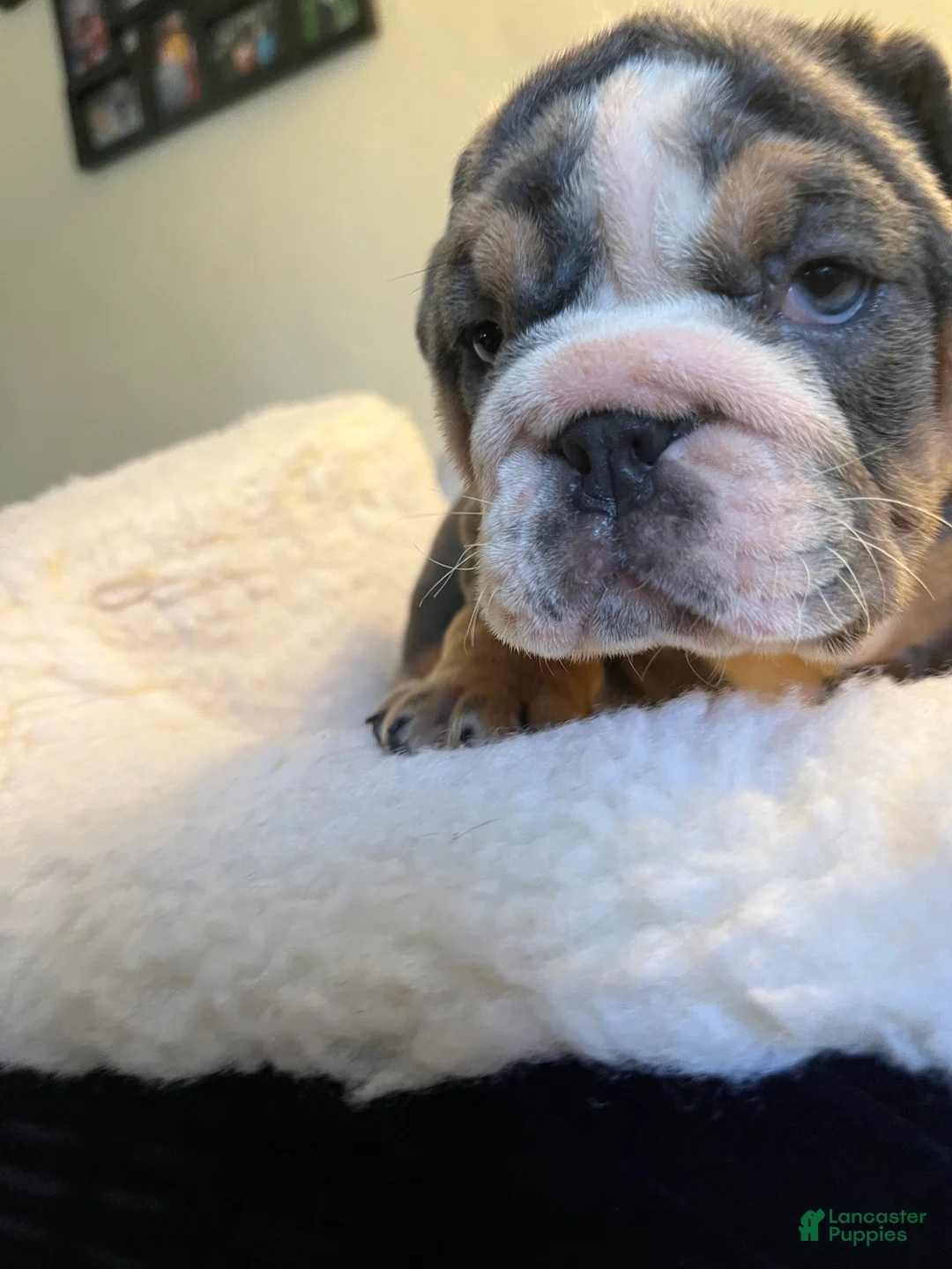 English Bulldog dogs for sale: English Bulldog Puppy 5 - Ad 2