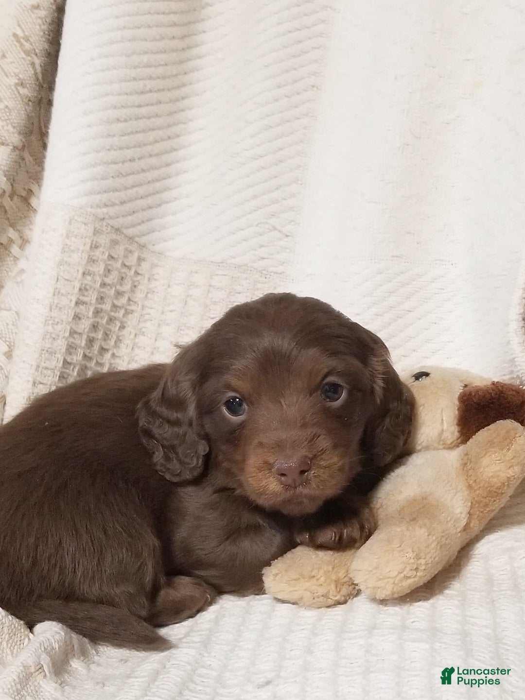 Miniature Dachshund dogs for sale: Teddy - Ad 2