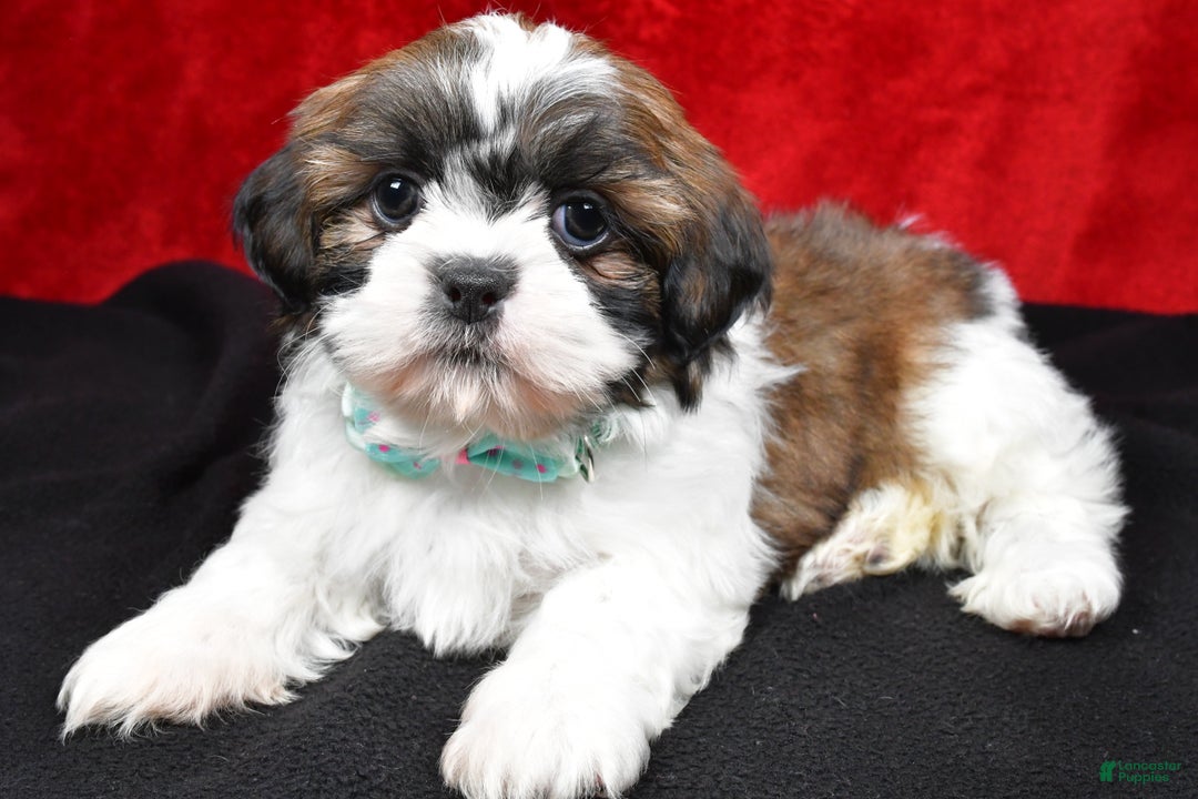 Shih Tzu dogs for sale: Vince - Ad 6