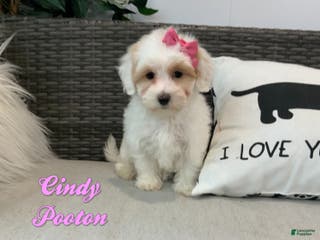 Mixed Breed dogs Cindy - Ad 3