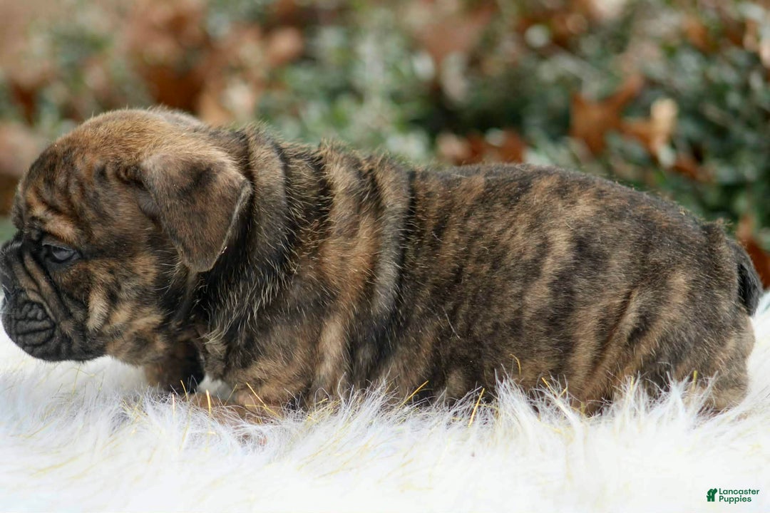 English Bulldog dogs for sale: English Bulldog Puppy 1 - Ad 4