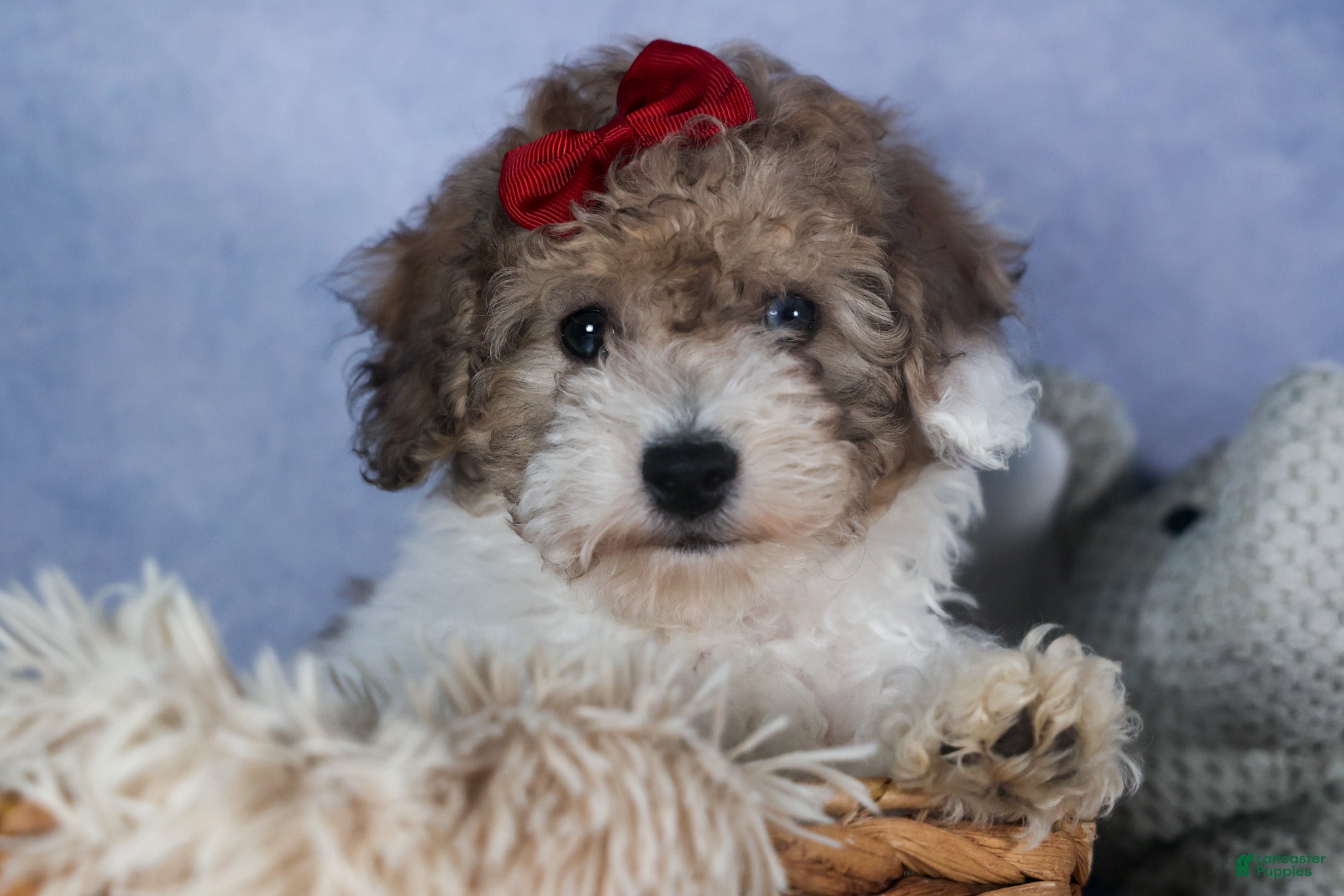 Bichpoo dogs Snickerdoodle - Ad 2