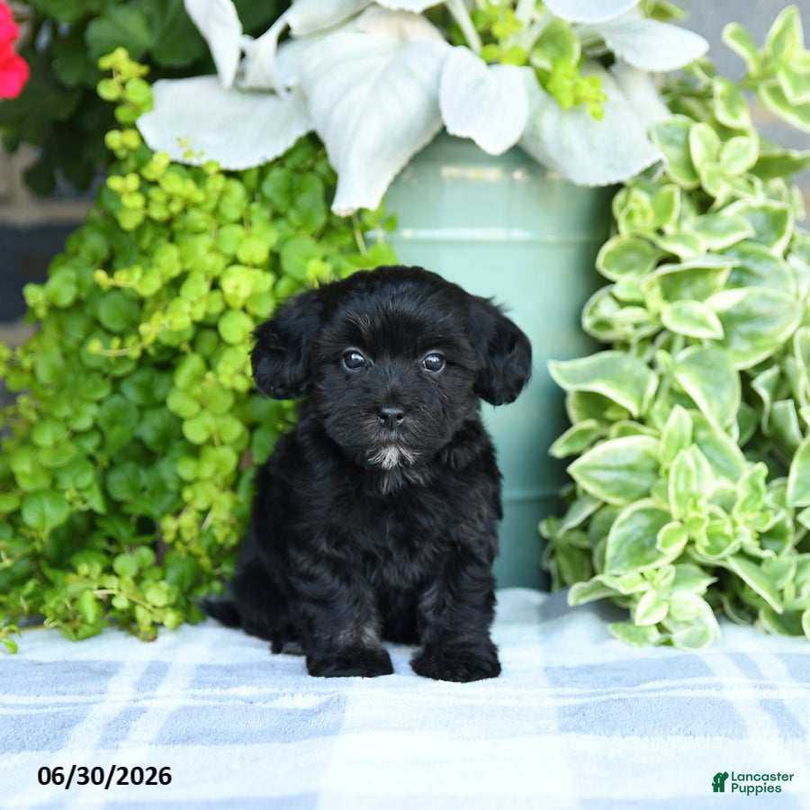 Maltipoo dogs Pansy - Ad 1
