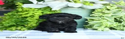 Maltipoo dogs for sale: Pansy - Ad 1