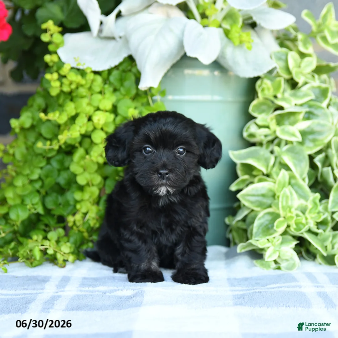 Maltipoo dogs for sale: Pansy - Ad 1