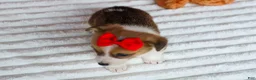 Welsh Corgi Pembroke dogs for sale:   Arlo💙 - Ad 7