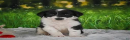 Border Collie dogs for sale: Jackson - Ad 8