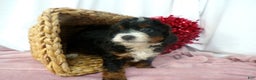 Bernedoodle dogs for sale: Anson - Ad 6