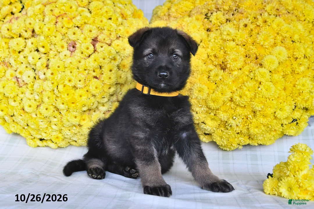 German Shepherd dogs for sale: Oasis - Ad 1