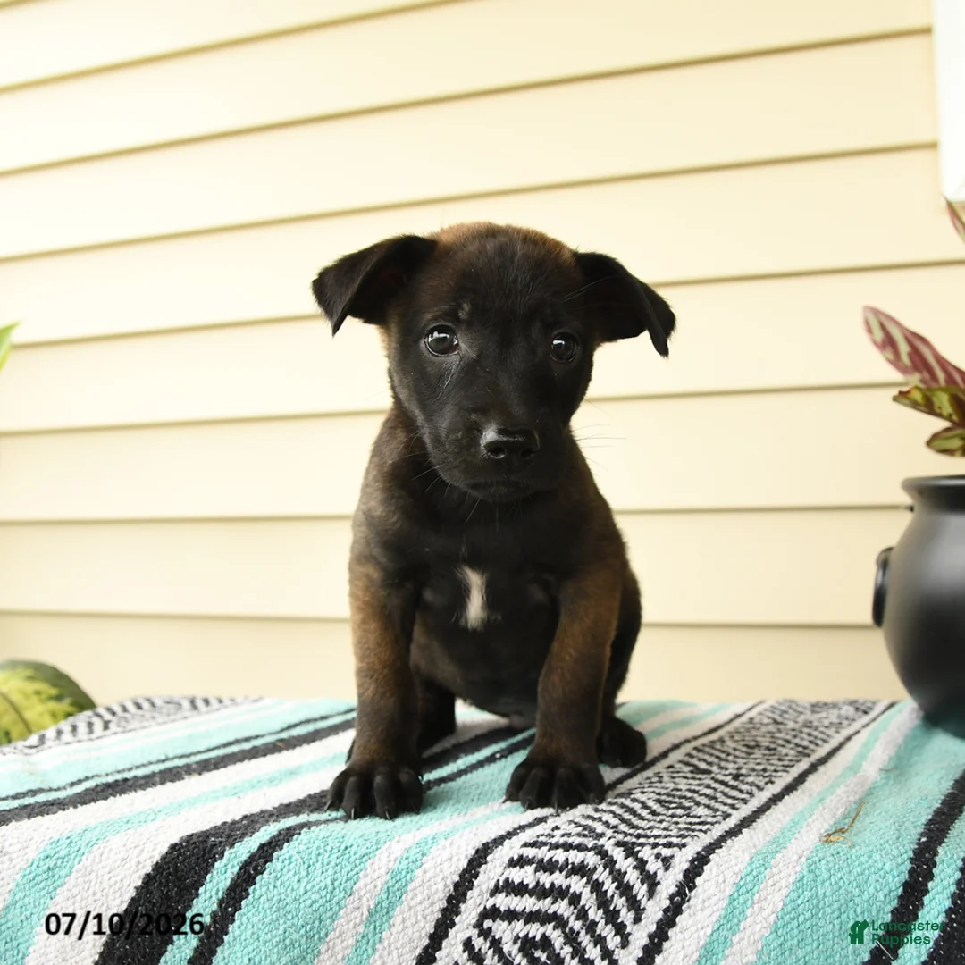 Belgian Malinois dogs for sale: Amina - Ad 1