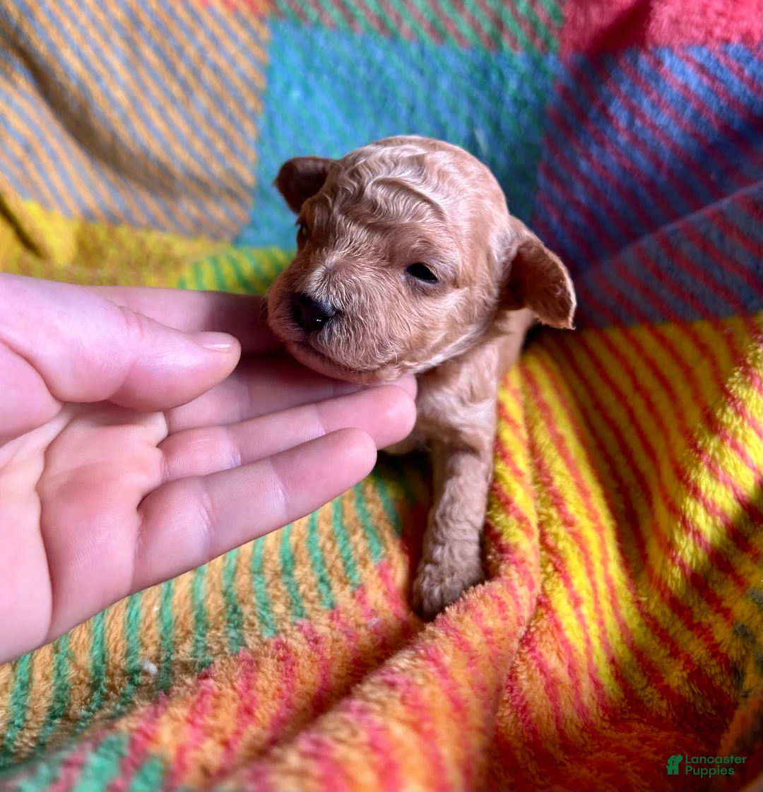 Cavapoo dogs for sale: Blaze - Ad 1