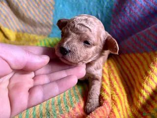 Cavapoo dogs Blaze - Ad 36