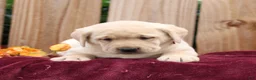 Labrador Retriever dogs for sale: Rylee  - Ad 3