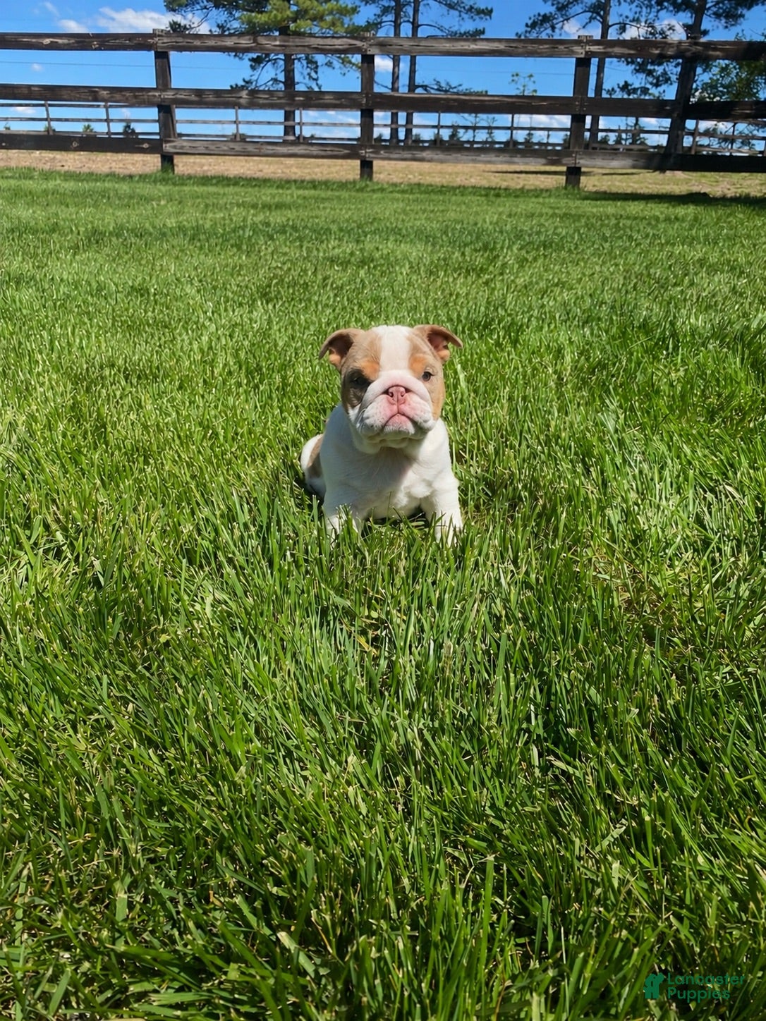 English Bulldog dogs English Bulldog 1 - Ad 1