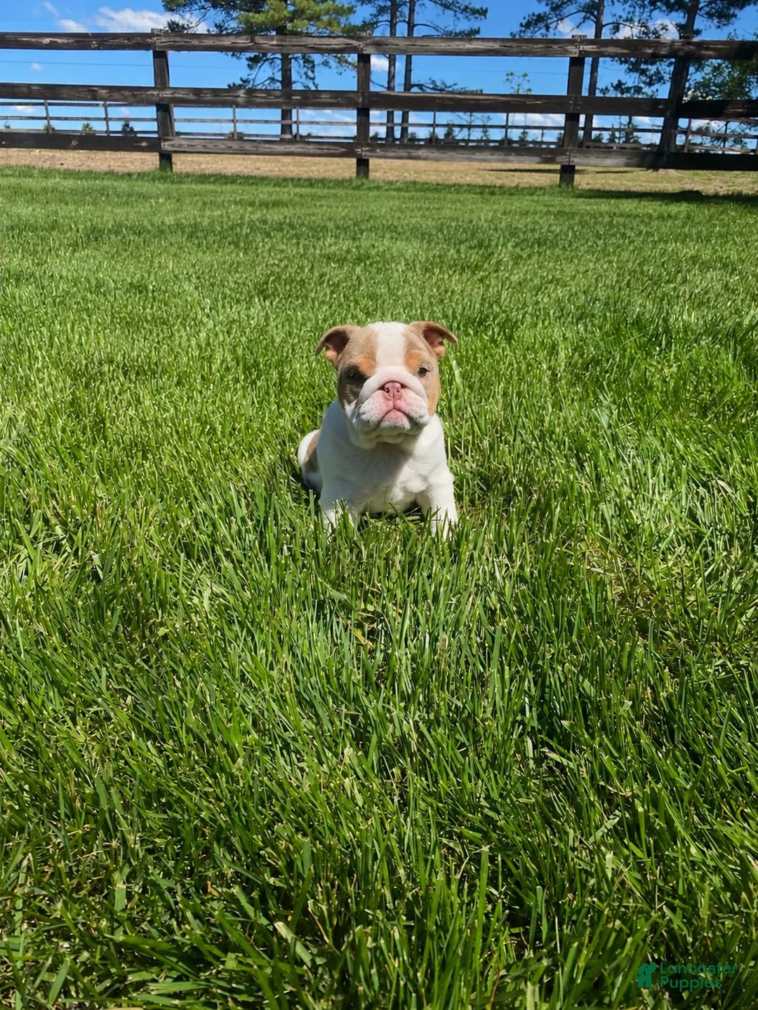 English Bulldog dogs for sale: English Bulldog 1 - Ad 1