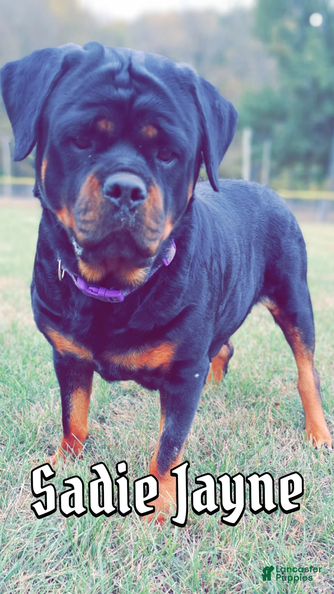 Rottweiler dogs for sale: Rottweiler Puppy 4 - Ad 2
