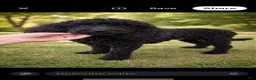 Miniature Poodle dogs for sale: Miniature Poodle 1 - Ad 2