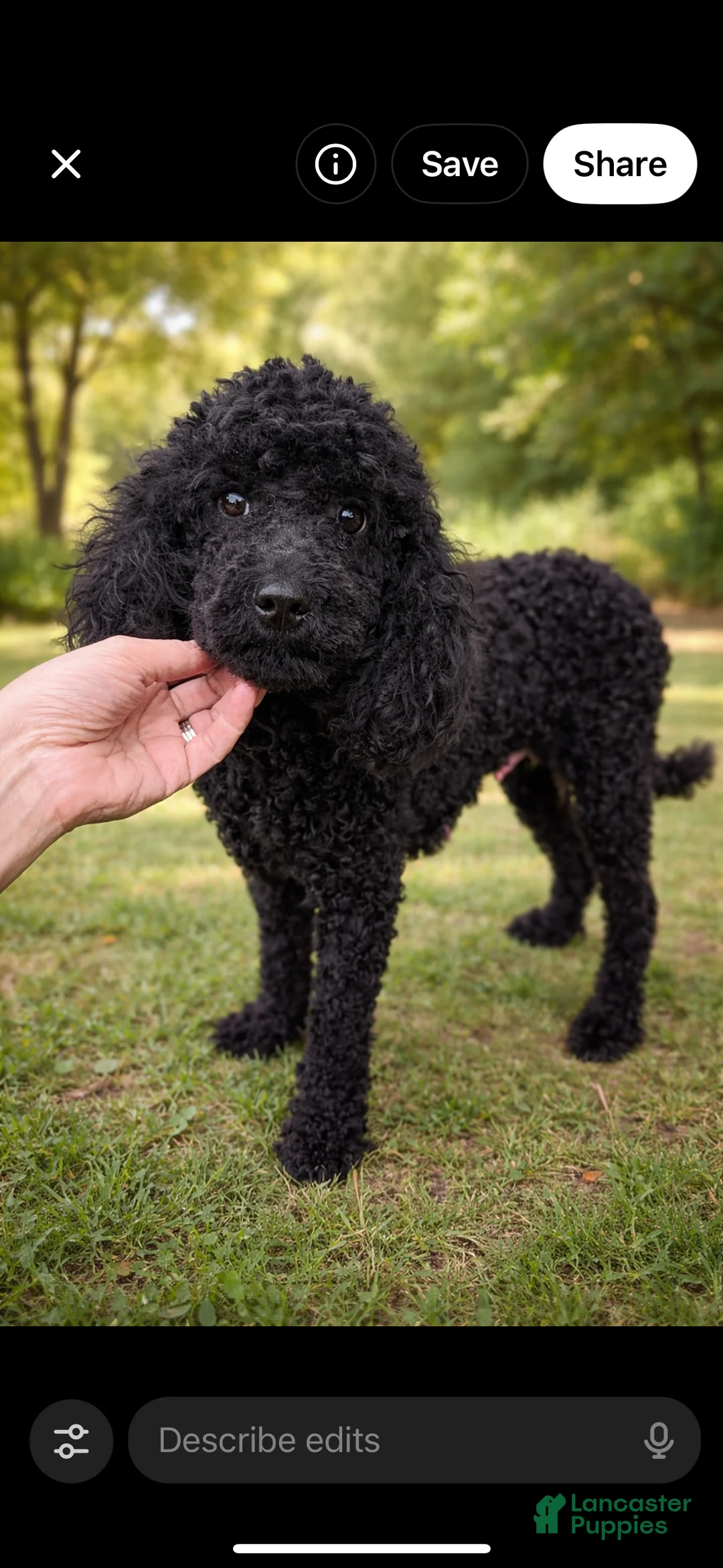Miniature Poodle dogs for sale: Miniature Poodle 1 - Ad 2