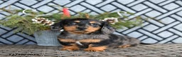 Miniature Dachshund dogs for sale: Todd - Ad 3