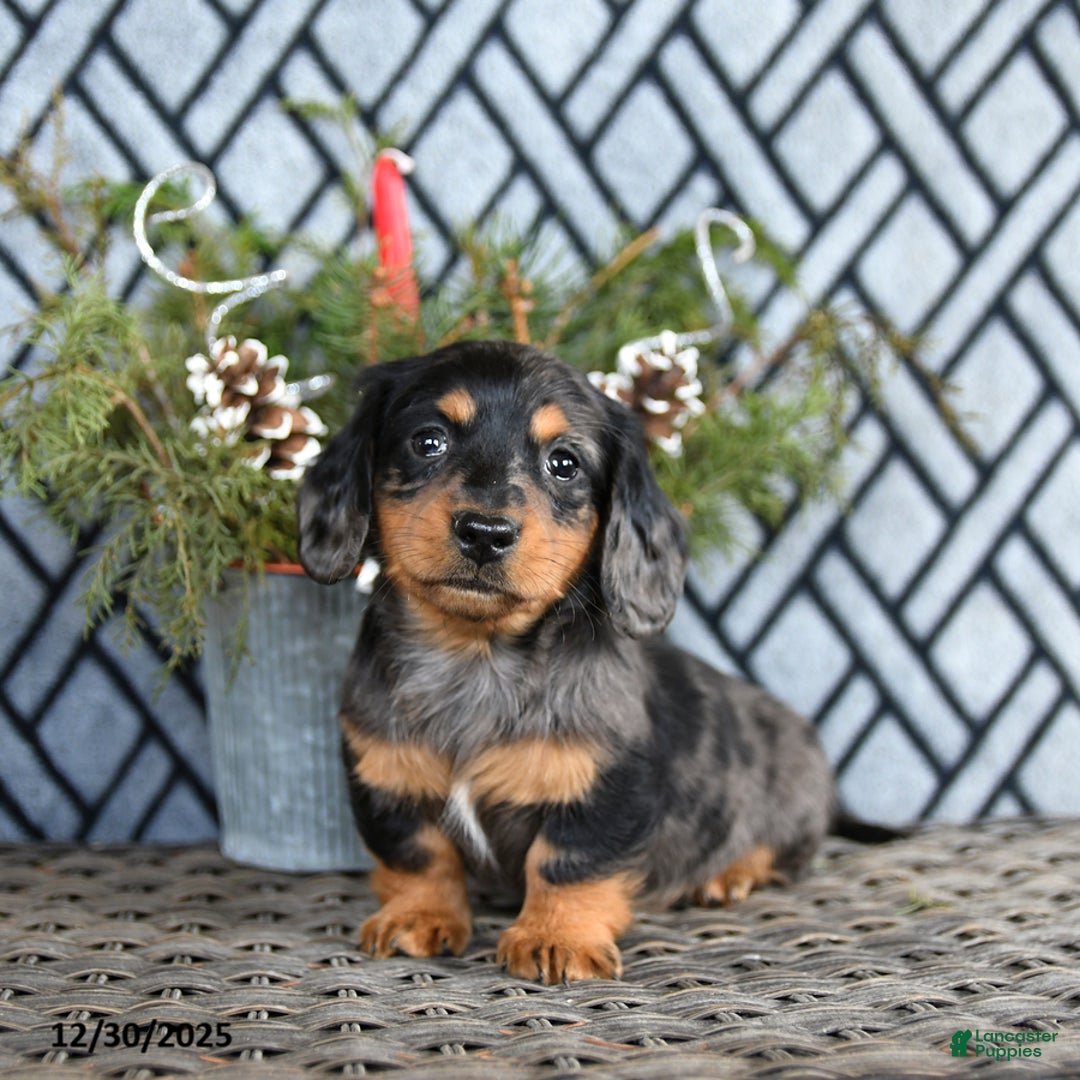Miniature Dachshund dogs for sale: Todd - Ad 3