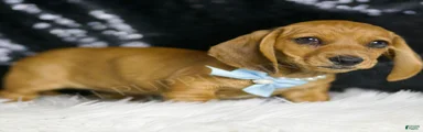 Slinky AKC 