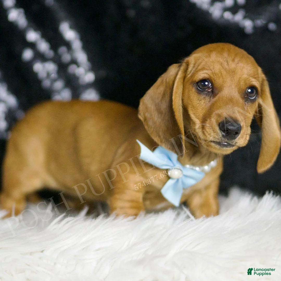 Miniature Dachshund dogs for sale: Slinky AKC  - Ad 1