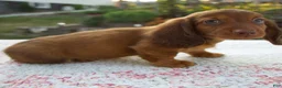 Miniature Dachshund dogs for sale: Nico - Ad 3