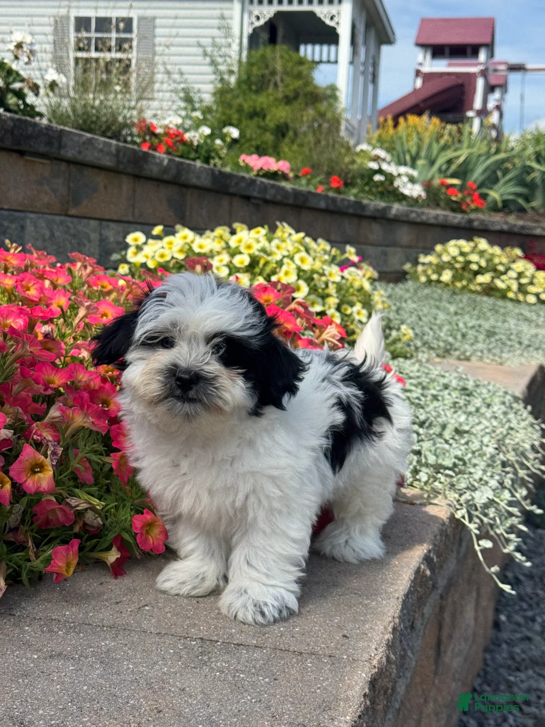 Mixed Breed dogs for sale: Abby - Ad 5
