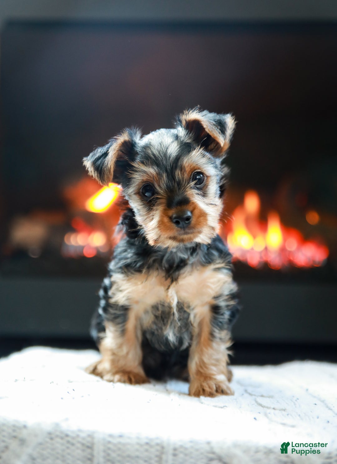 Yorkshire Terrier dogs for sale: Henry Teacup - Ad 2