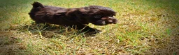 Havapoo dogs for sale: Kricket - Ad 12